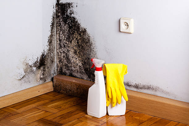Best Mold Damage Repair  in Dallas, OR