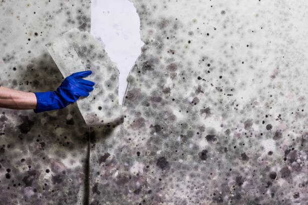 Best Affordable Mold Removal  in Dallas, OR