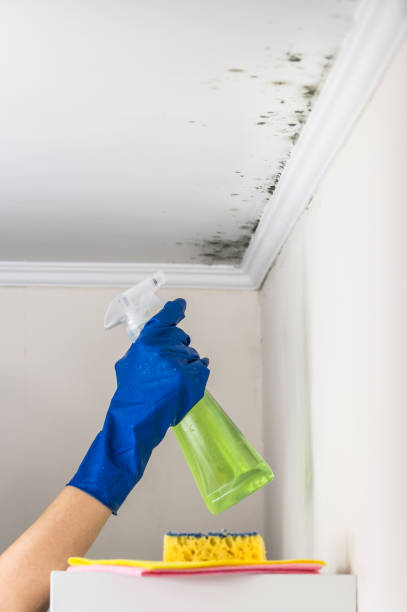 Best Local Mold Removal Service  in Dallas, OR