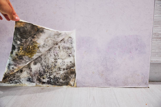 Best Same-Day Mold Removal  in Dallas, OR